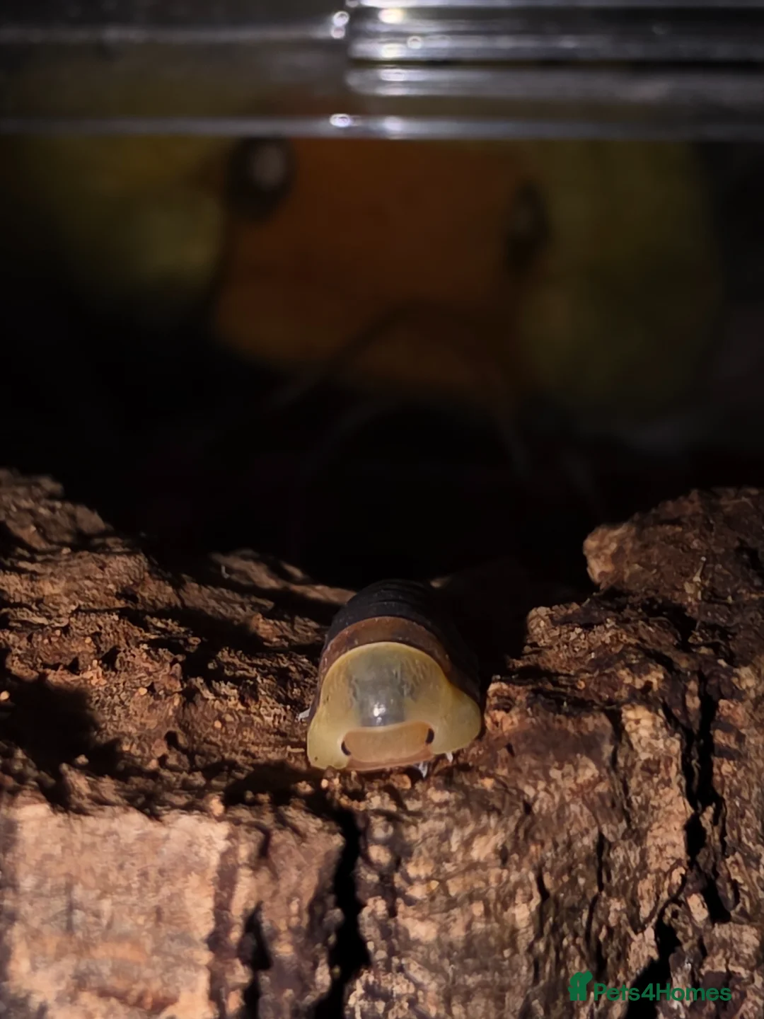 Isopods invertebrates for sale: Cubaris sp. RUBBER DUCKY - Advert 1