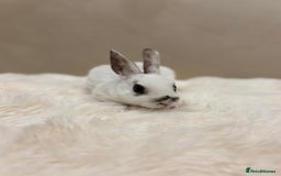 Rex rabbits for sale: Beautiful Mini Rex available to reserve🏡🤍 - Image 4