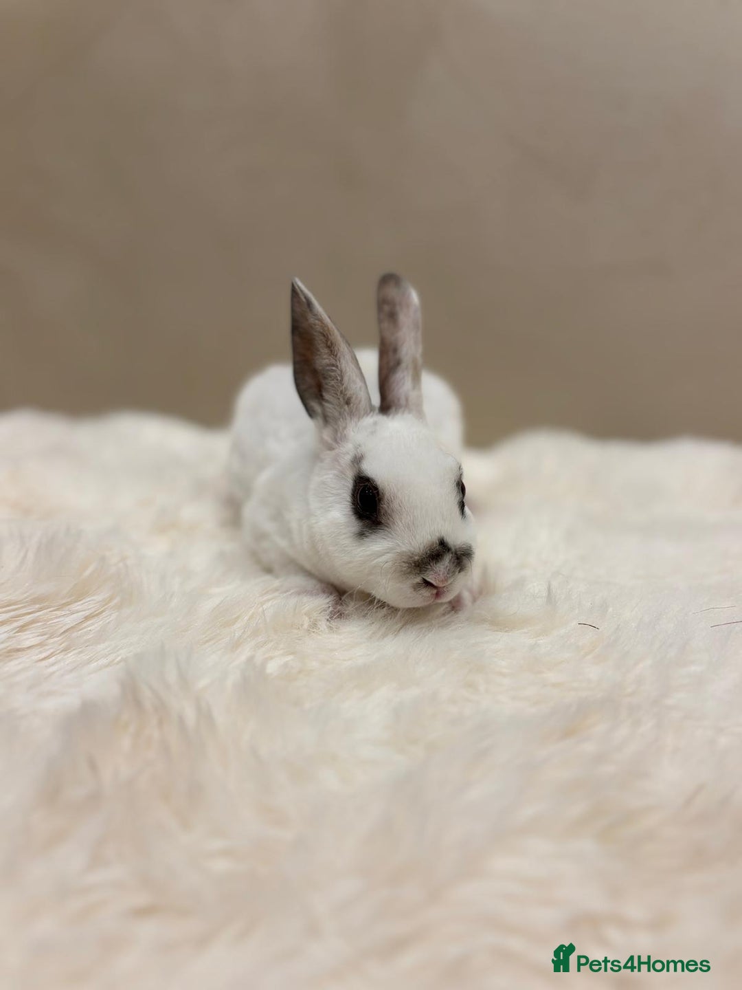 Rex rabbits for sale: Beautiful Mini Rex available to reserve🏡🤍 - Image 4