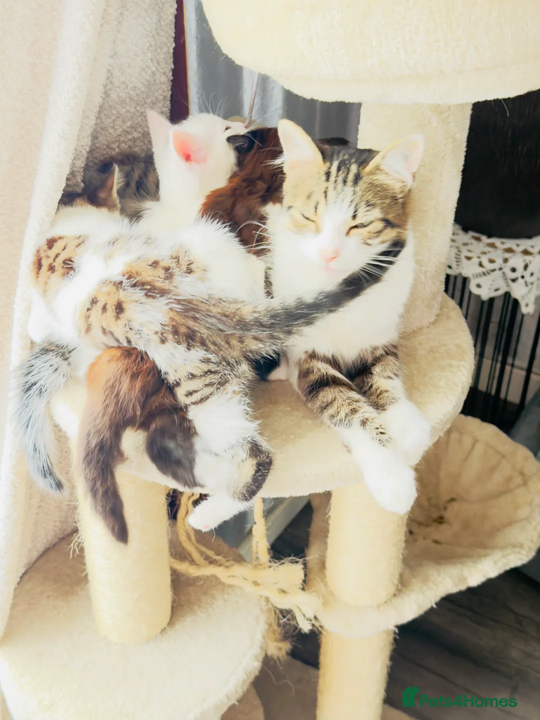 Mixed Breed cats for sale: 2 boys looking fir loving home - Advert 2