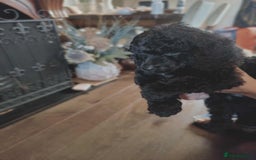 Shihpoo dogs for sale: Standard poodle x shihpoo - Image 21
