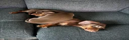 Miniature Dachshund dogs for sale: 9 week old boy - Advert 3