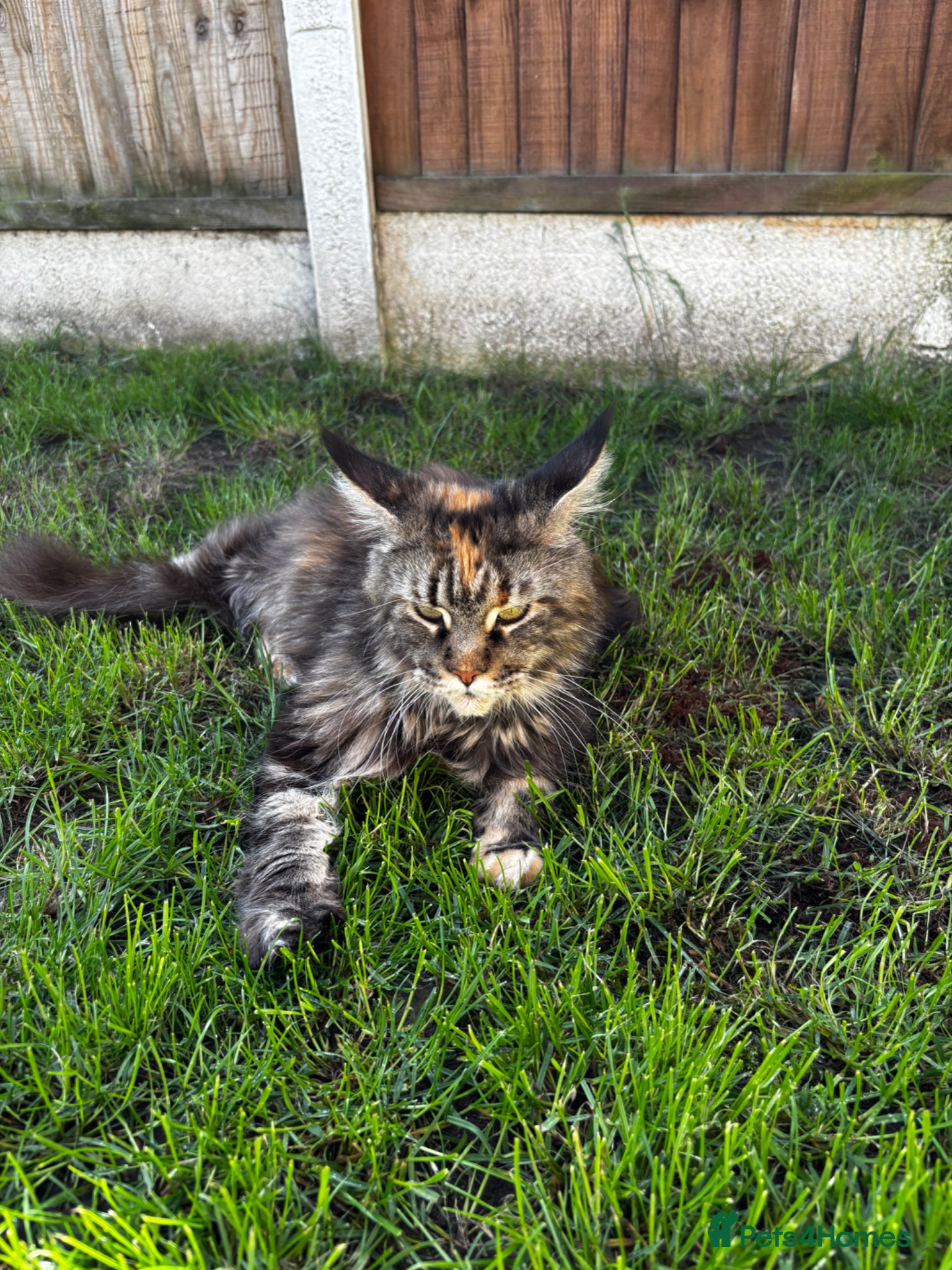 Maine Coon cats for sale: 7 adorable Pure Bred Mainecoon - Advert 1