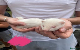 Ferret rodents for sale: Ferrets for sale - Image 6
