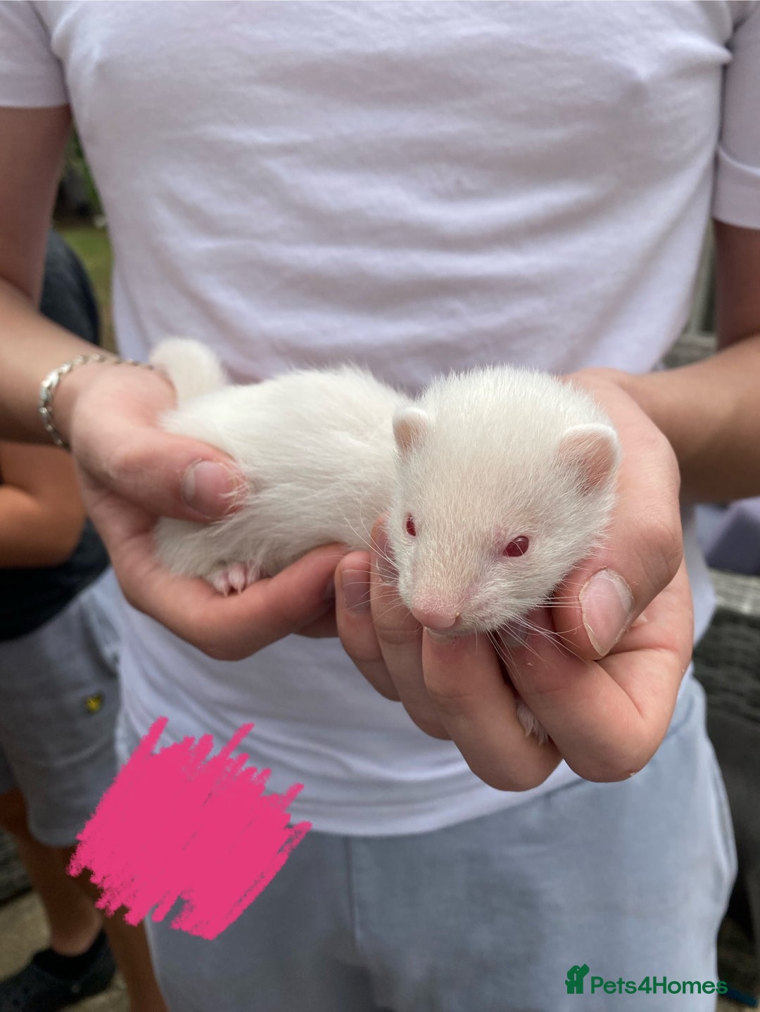 Ferret rodents for sale: Ferrets for sale - Image 6