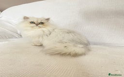 Persian cats for sale: Female persian chinchilla ready! - Image 4
