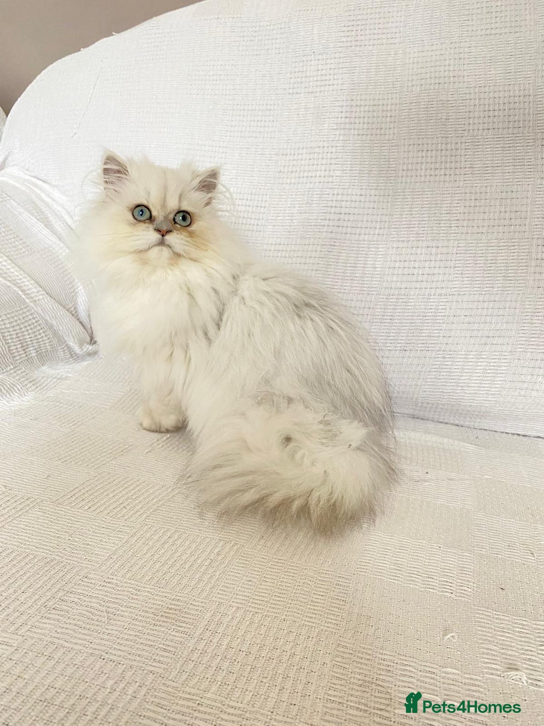 Persian cats for sale: Female persian chinchilla ready! - Image 4