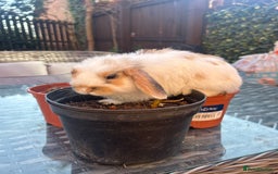 Mini Lop rabbits for sale: Mini dwalf lop - Image 3
