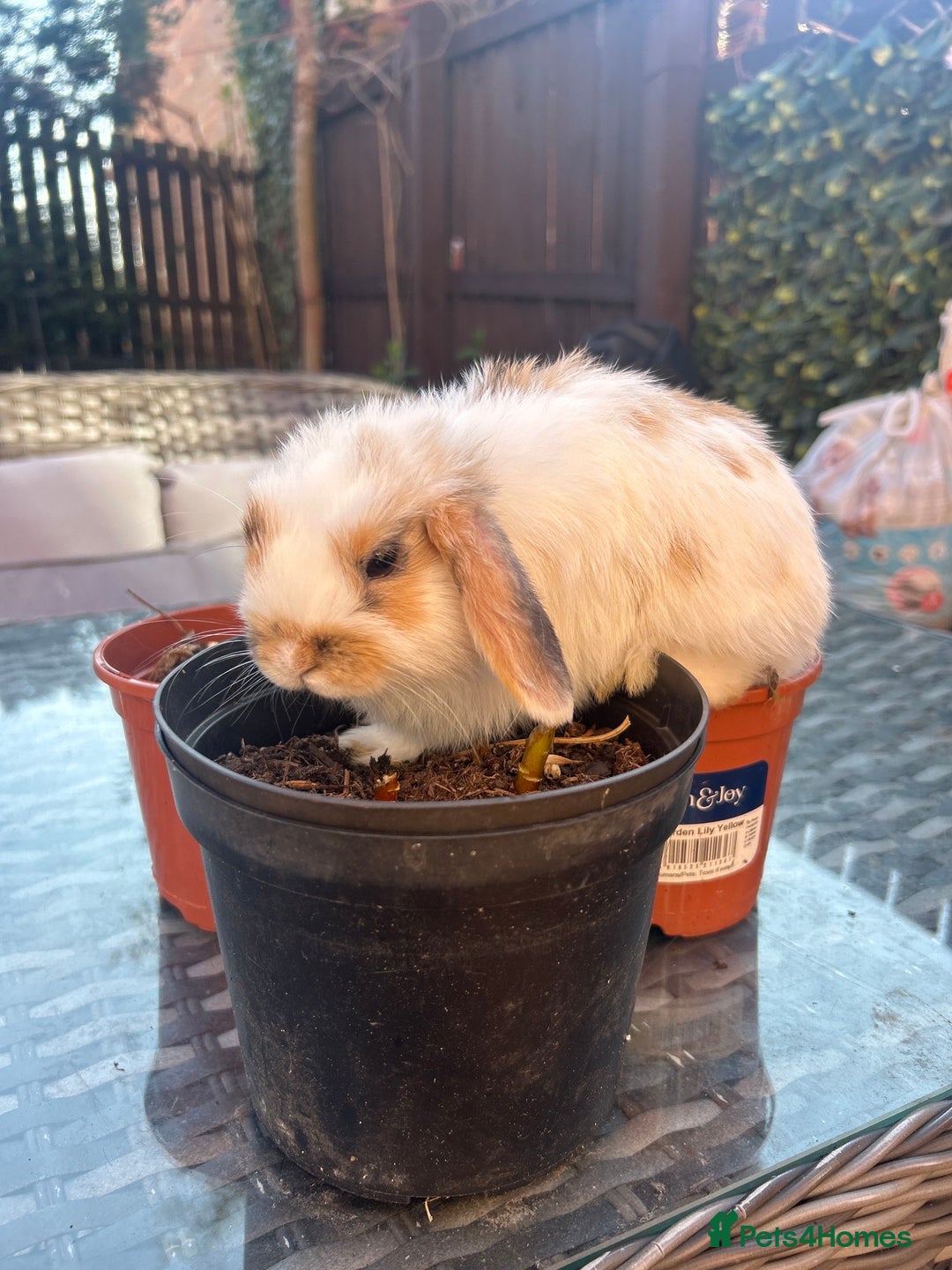 Mini Lop rabbits for sale: Mini dwalf lop - Image 3