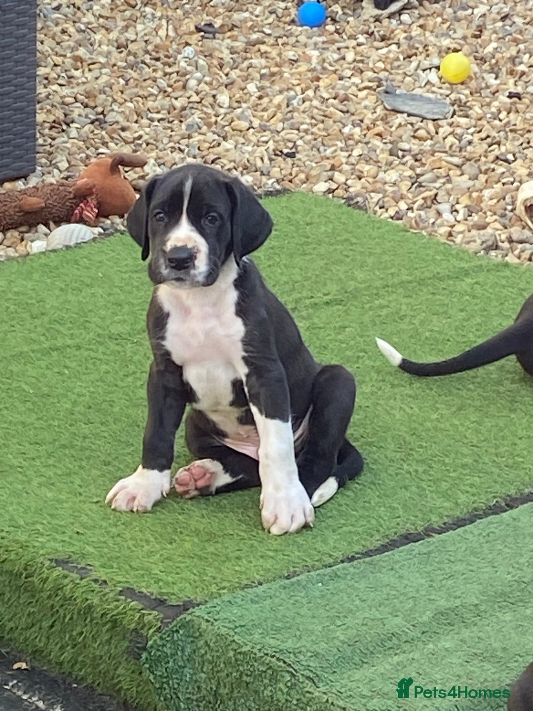 Great Danesky Great Dane Husky Mix Puppies For Sale Great Dane