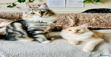 Norwegian Forest Cat cats in Normanton - Advert 14
