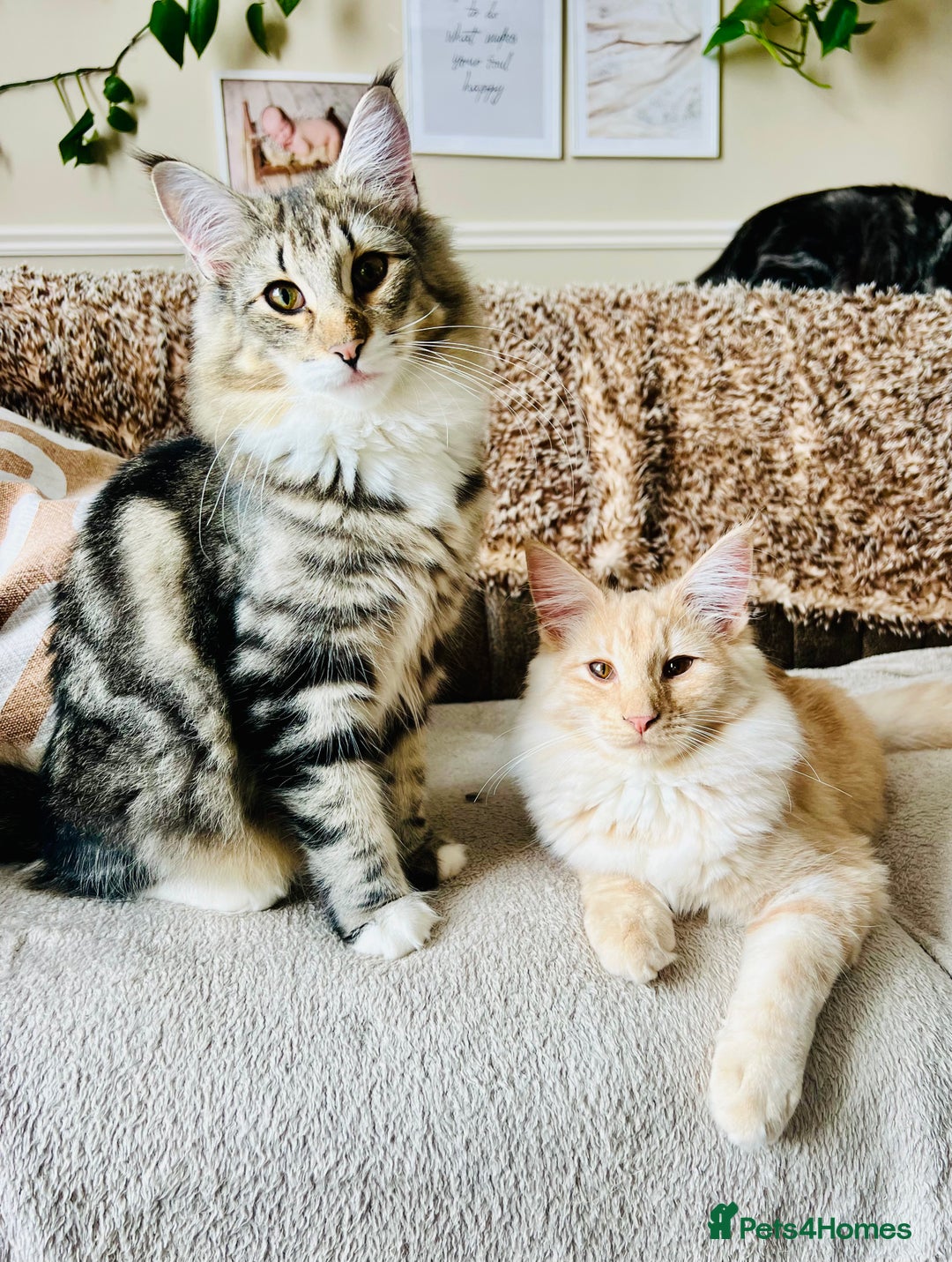 Norwegian Forest Cat cats for sale: Full FIFe pedigree Norwegian Forest Kittens  in Normanton - Image 3