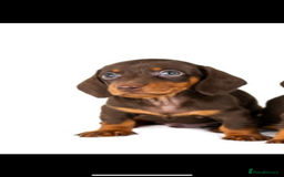 Dachshund dogs for sale: Dachshund for sale cheap - Image 1