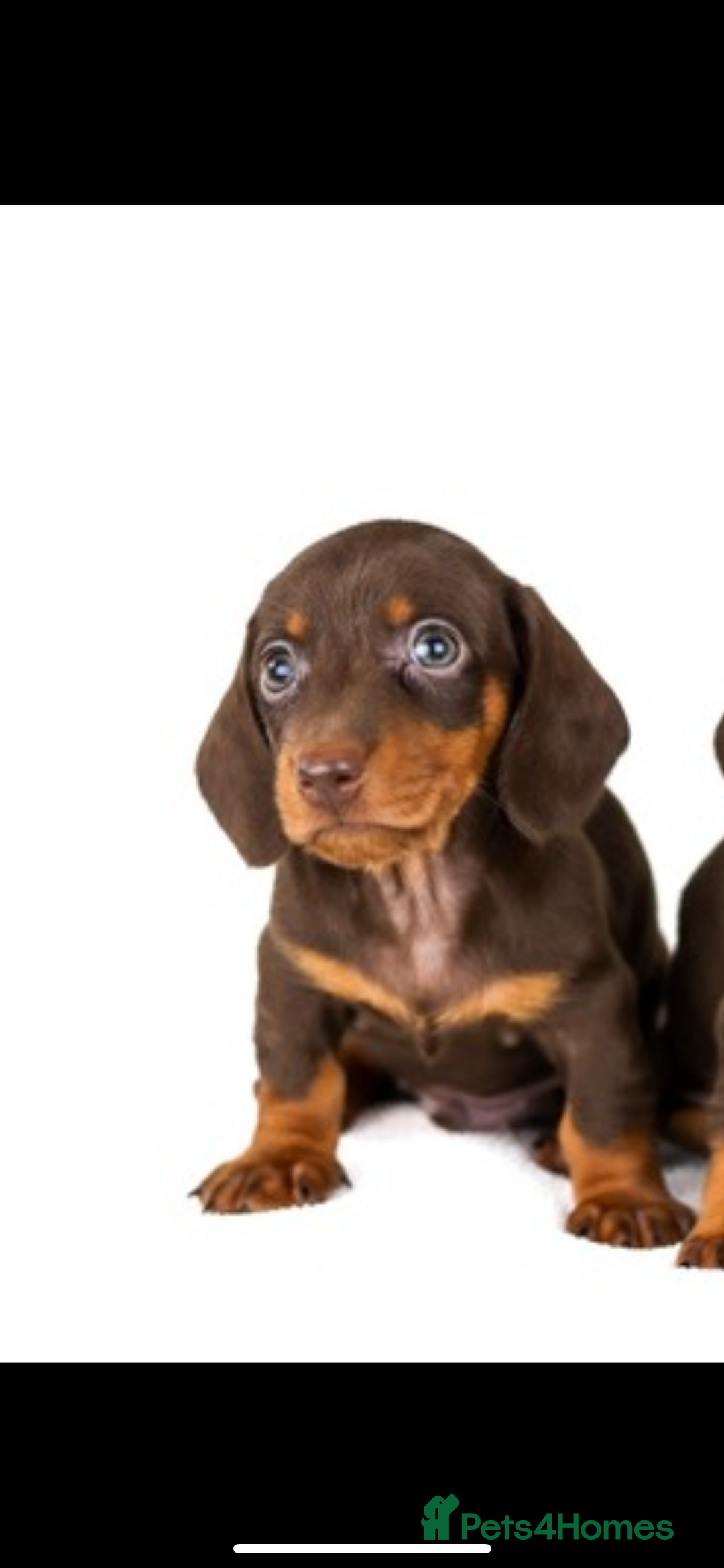 Dachshund dogs for sale: Dachshund for sale cheap - Image 1