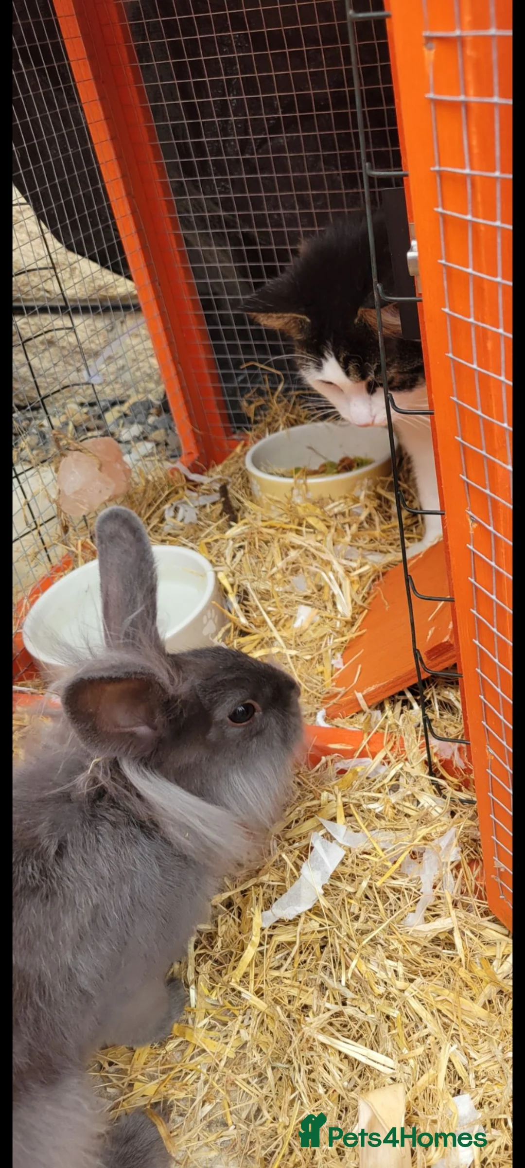 Mini Lion Lop rabbits for sale: Beautiful mini lionhead  in Bradford - Advert 3