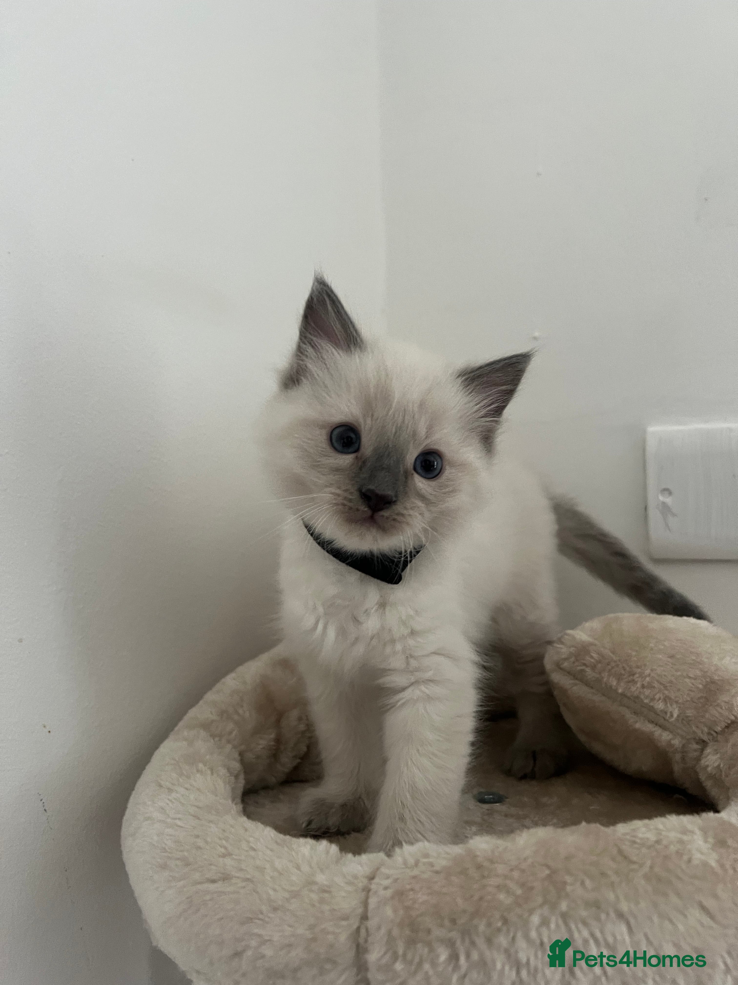 Ragdoll cats Born  **  Day Ragdoll Kittens For Sale 🐾✨ - Advert 1
