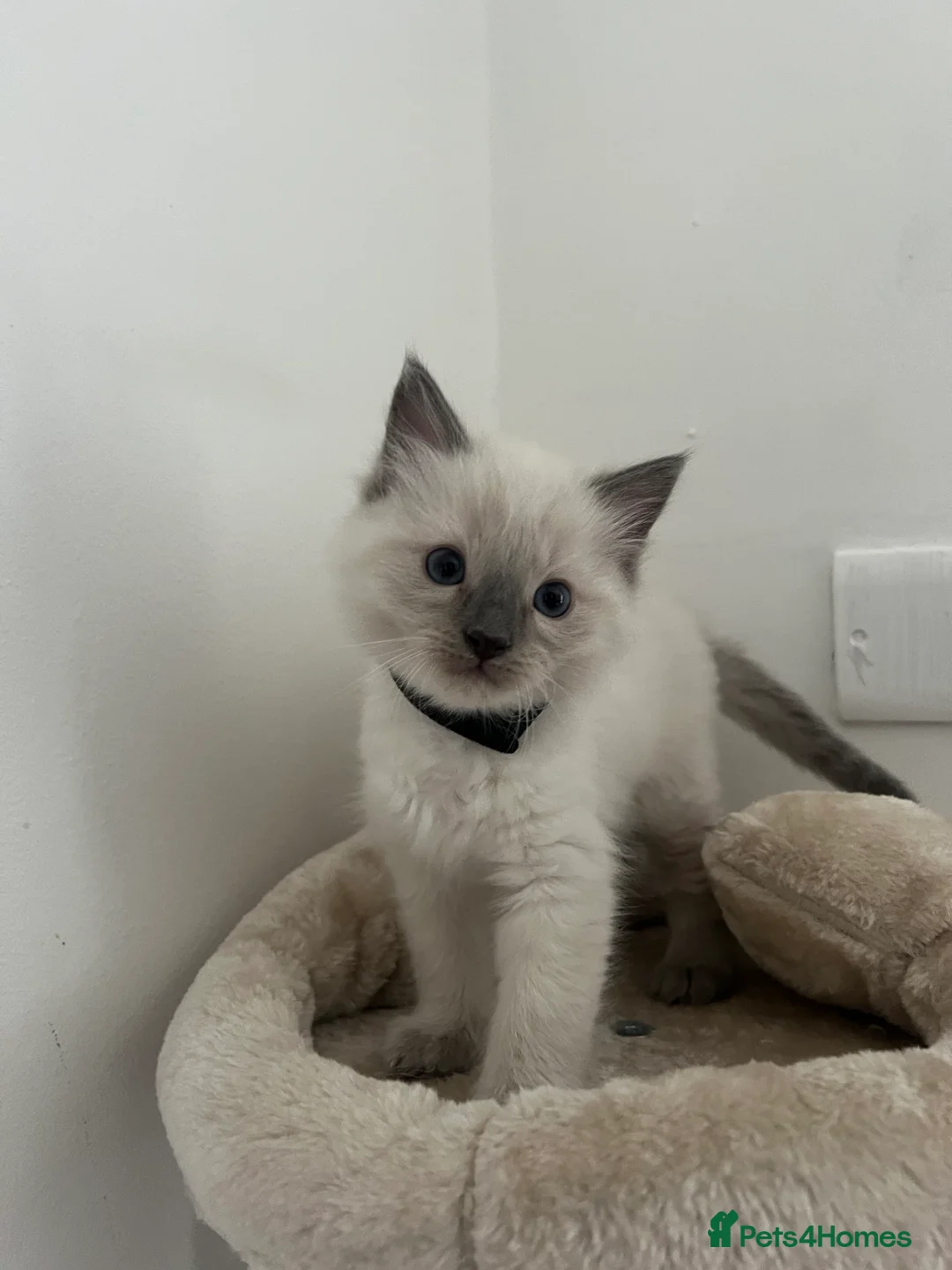 Ragdoll cats for sale: ✨🐾 Ragdoll Kittens For Sale 🐾✨ - Advert 1