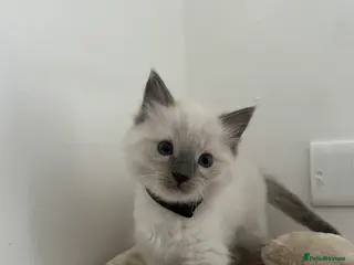 Ragdoll cats Born ** Day Ragdoll Kittens For Sale 🐾✨ - Advert 1