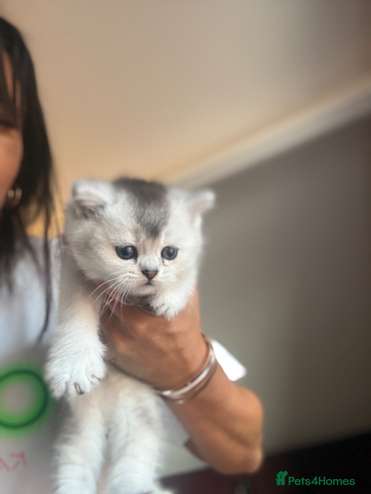 Scottish Fold cats 4 x SILVER CHINCHILLA SCOTTISH FOLD/STRAIGHT - Advert 2