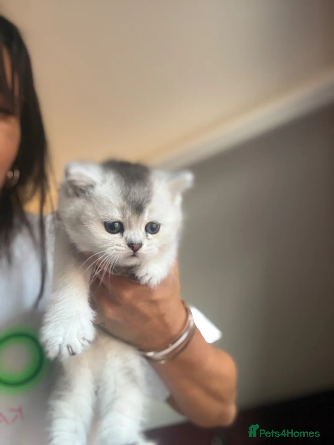 Scottish Fold cats for sale: 4 x SILVER CHINCHILLA SCOTTISH FOLD/STRAIGHT - Advert 1