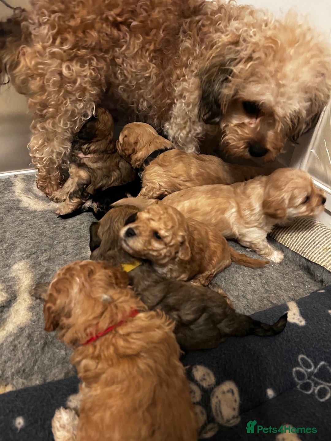 Cavapoochon dogs for sale: Cavapoochons 5 girls 2 boys - Advert 6