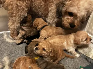 Cavapoochon dogs Cavapoochons 5 girls 2 boys - Advert 2