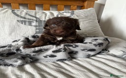 Labradoodle dogs for sale: Stunning Labradoodle Puppies  - Advert 24