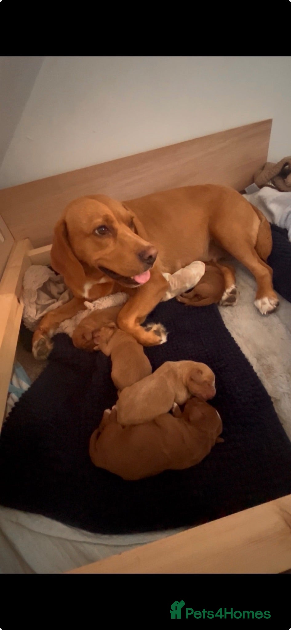 Mixed Breed dogs Beagle/Red Fox Lab x Red Fox Lab pups - Advert 1