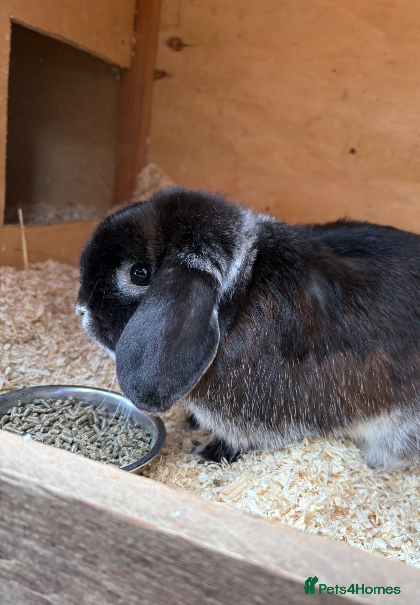 Mini Lop rabbits for sale: Breeding pair of mini lops  - Advert 2
