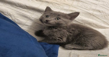 Russian Blue cats - Advert 14