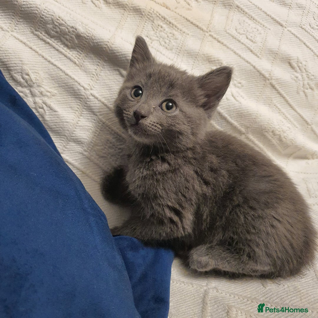 Russian Blue cats for sale: 6 pure grey kittens  - Image 2
