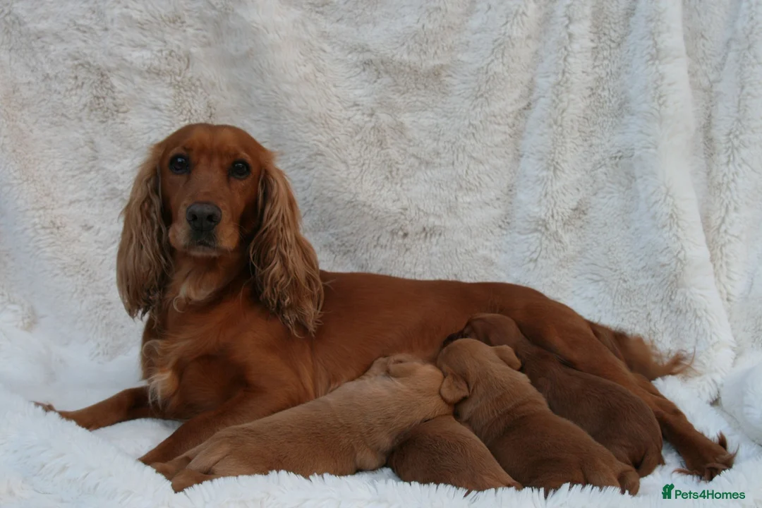 Cockerdor dogs for sale: Beautiful F1 Cockerdors in Christchurch - Advert 1