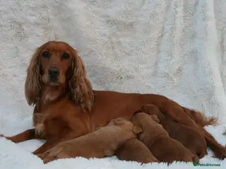 Cockerdor dogs Beautiful F1 Cockerdors - Advert 1