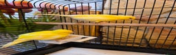 Canaries birds for sale: Two Canaries for Sale with Cage & Full Setup - Advert 5
