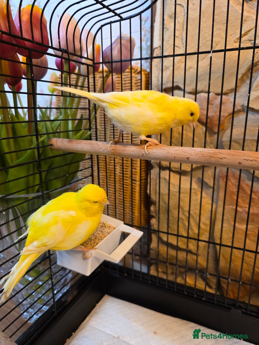 Canaries birds for sale: Two Canaries for Sale with Cage & Full Setup - Advert 5