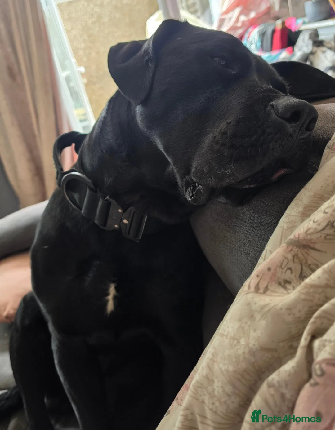 Cane Corso dogs for sale: Male Cane Corso. in Stourport-on-Severn - Advert 2