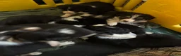 Border Collie dogs for sale: Collie babies - Advert 2