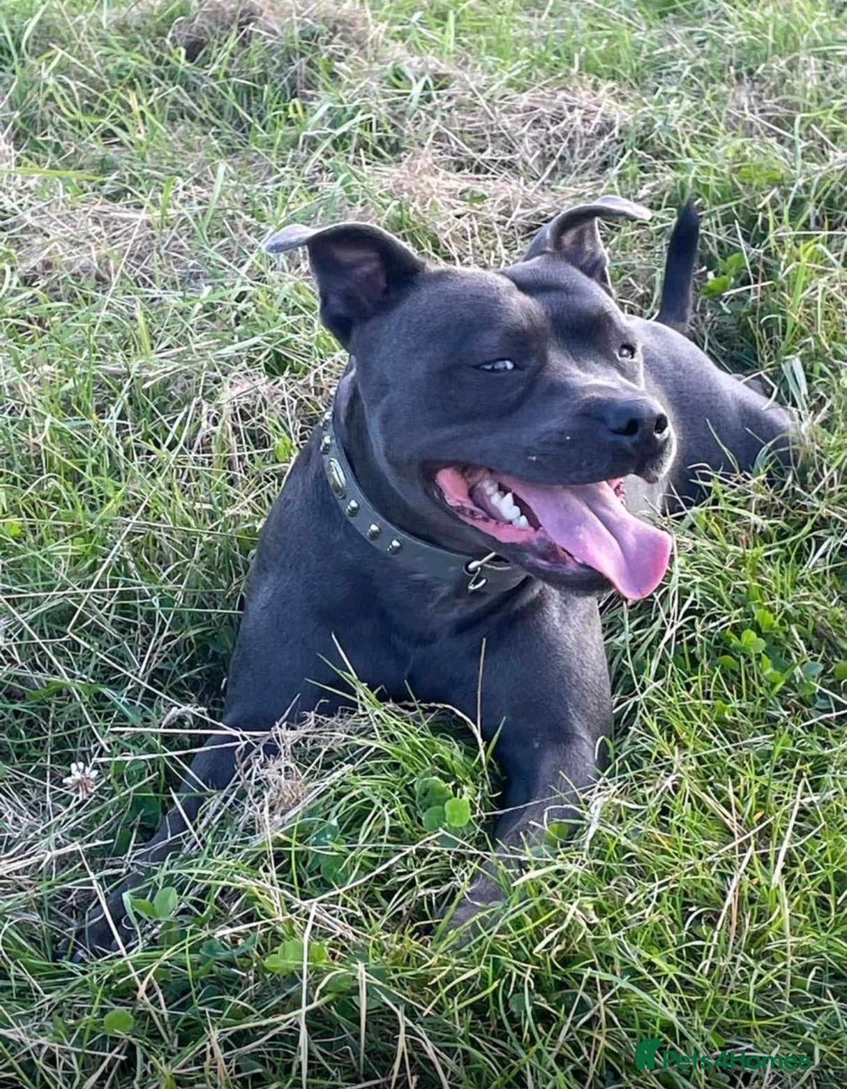 Staffordshire Bull Terrier dogs Blue Staffordshire Bull terrier puppies(3 females) - Advert 1