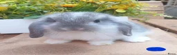 Mini Lop rabbits for sale: 2 gorgeous purebred minilops  - Advert 2
