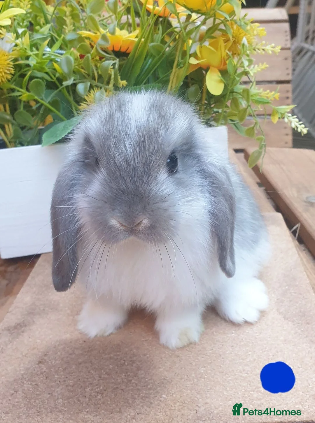 Mini Lop rabbits for sale: 2 gorgeous purebred minilops  - Advert 2
