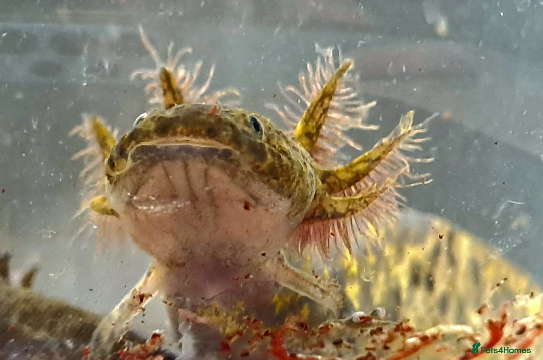 Axolotl reptiles for sale: Axolotls  - Image 1