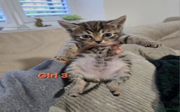 Mixed Breed cats for sale: Fluffy Kittens - Image 6