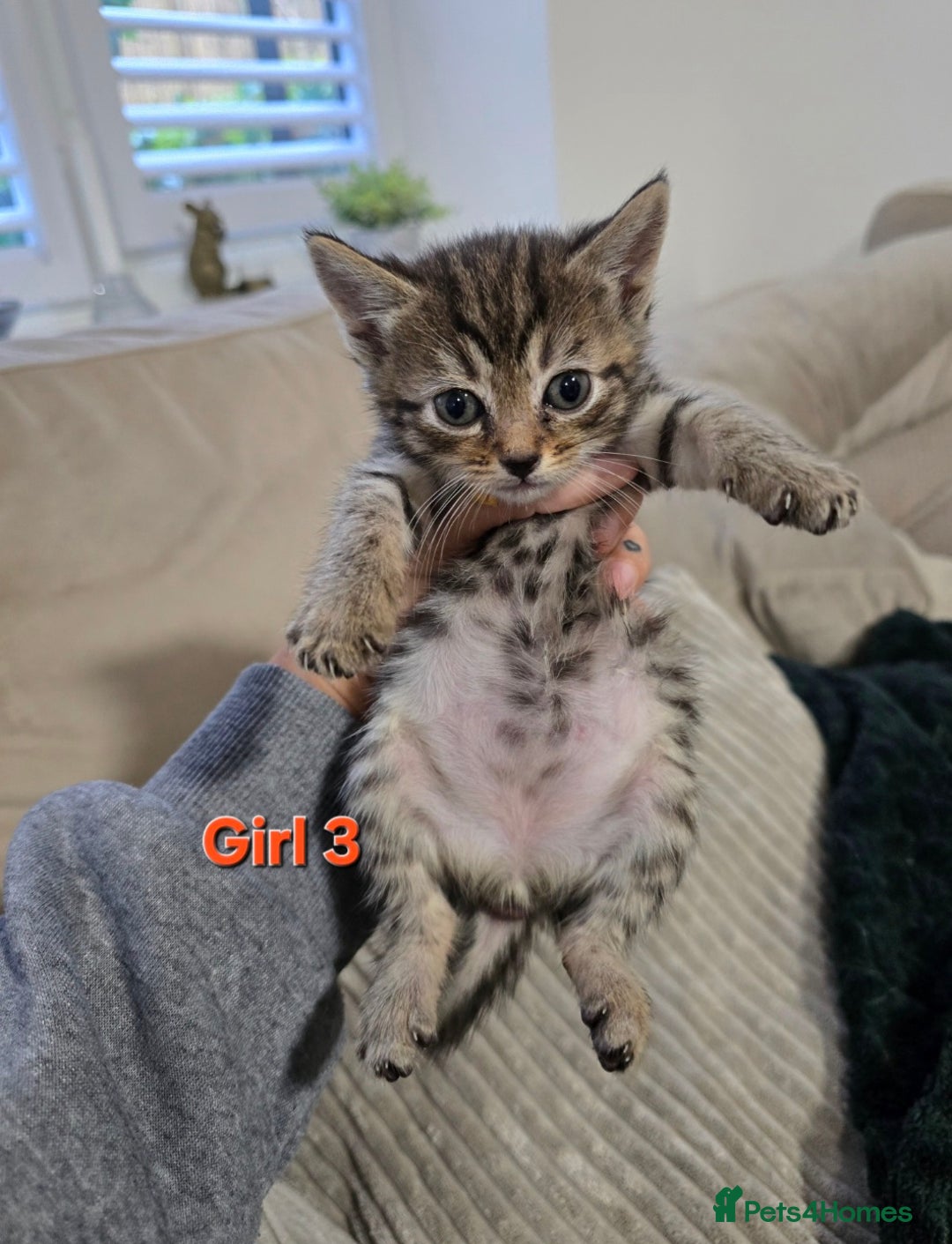 Mixed Breed cats for sale: Fluffy Kittens - Image 6