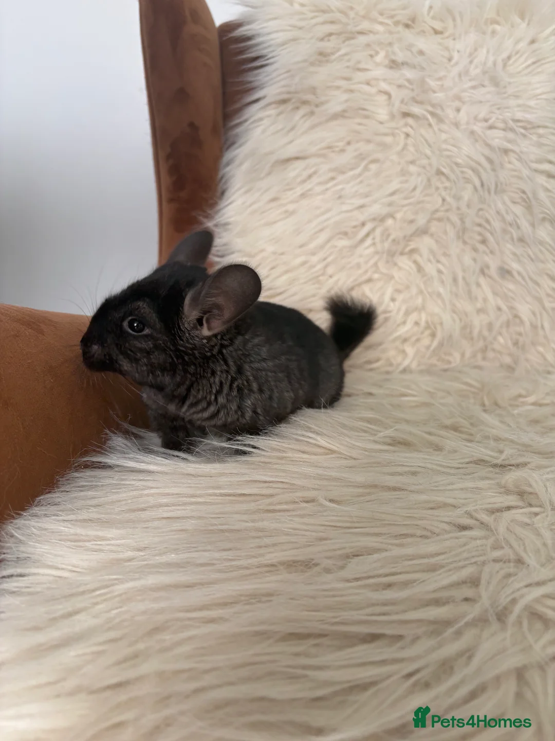 Chinchilla rodents for sale: 2 girl chinchillas ready for new home  - Advert 15