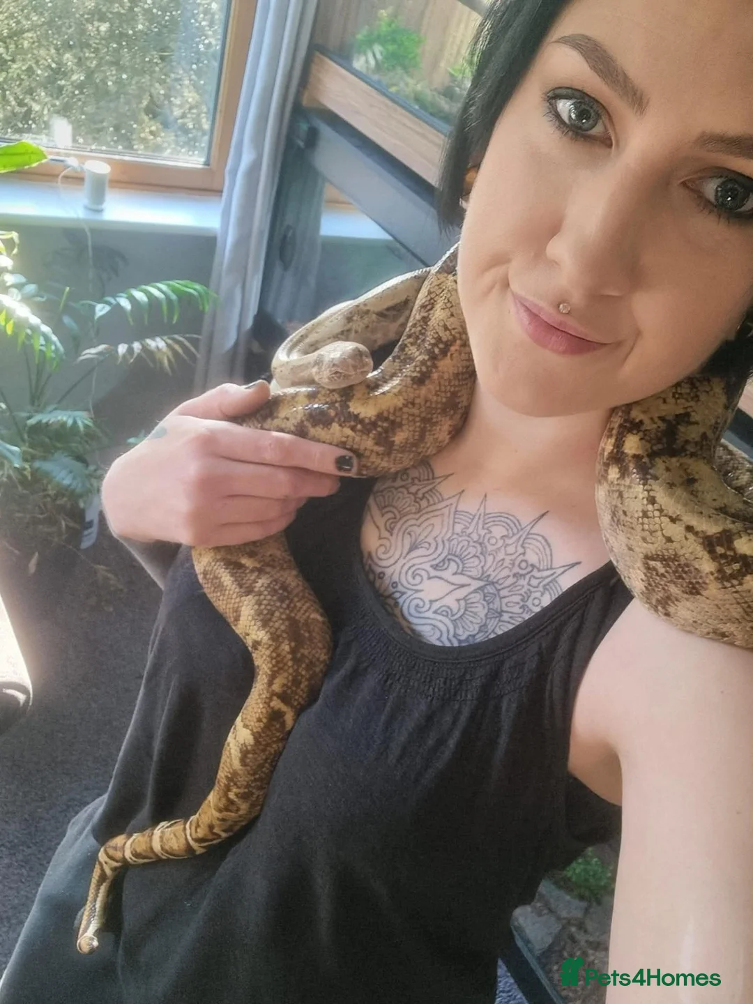 Boa Snake reptiles for sale: Female hog island boa - Advert 3