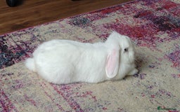 Dwarf Lop rabbits for sale: Looking for a New Home for Rosie (Spayed Rabbit) - Advert 10