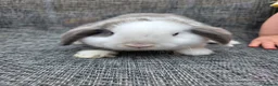 Mini Lop rabbits for sale:  mini lops for sale - Advert 6
