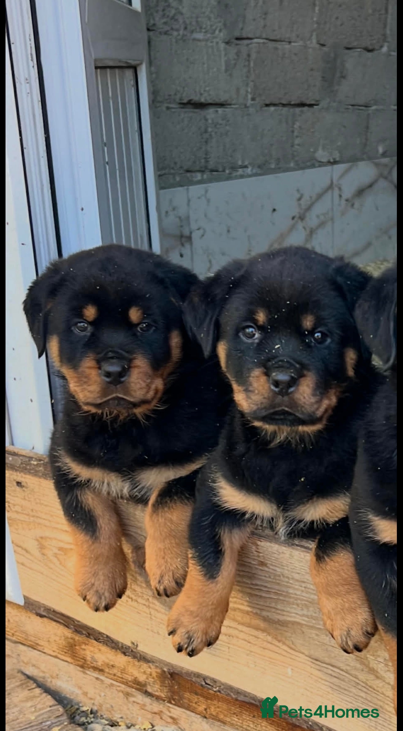 Rottweiler dogs Top German Rottweiler - Advert 6