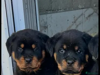 Rottweiler dogs Top German Rottweiler - Advert 6