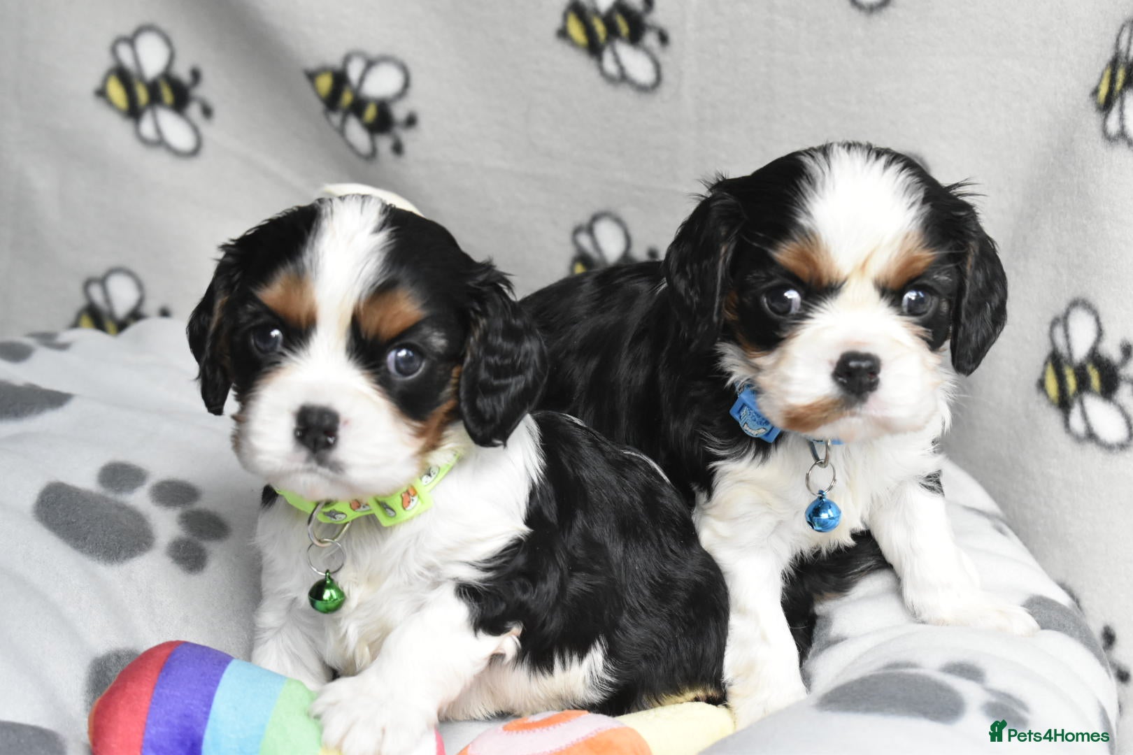 Cavalier King Charles Spaniel dogs FULLY HEALTH TESTED KC CAVALIERS PUPPIES - Advert 2